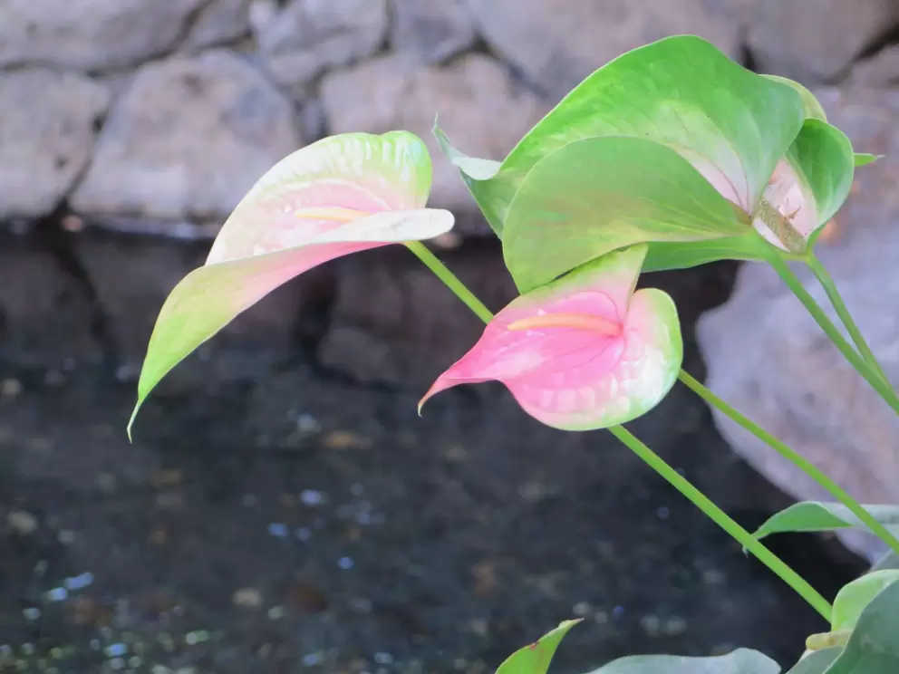 Anthuriums by sparkling water.