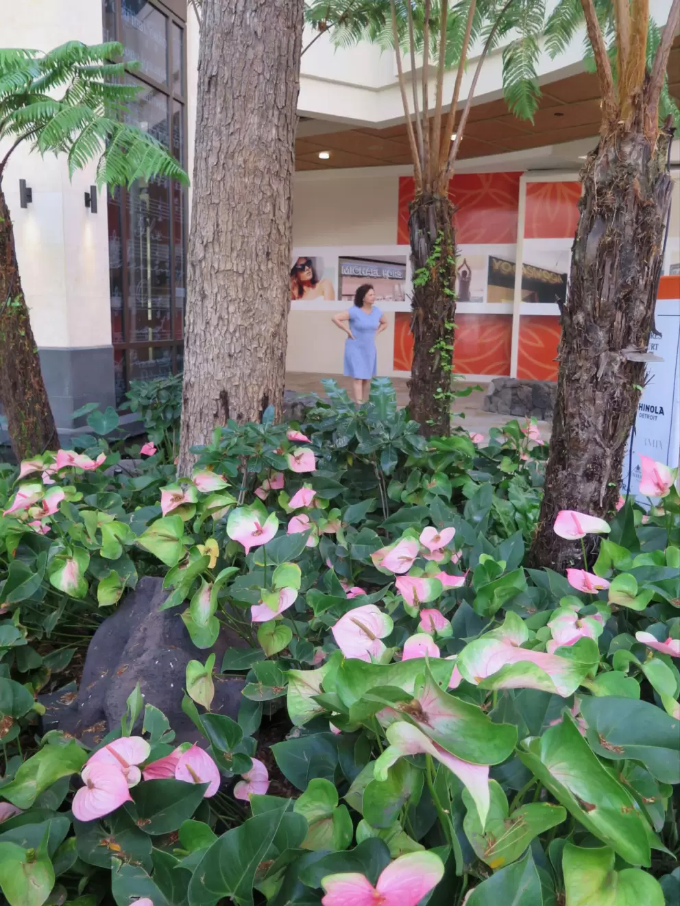 Delightful anthuriums.