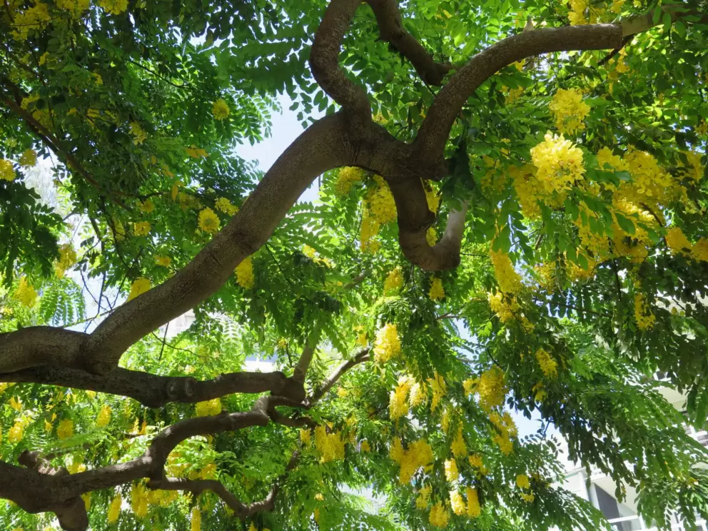 Yellow shower tree.