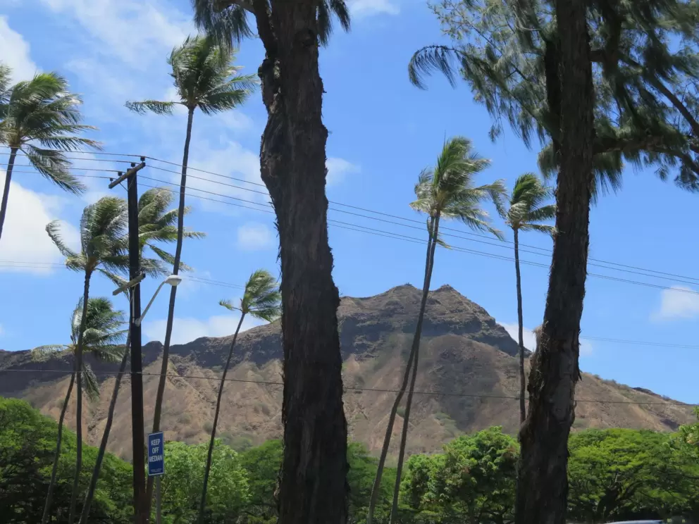 Palm trees swaying in the breeze.