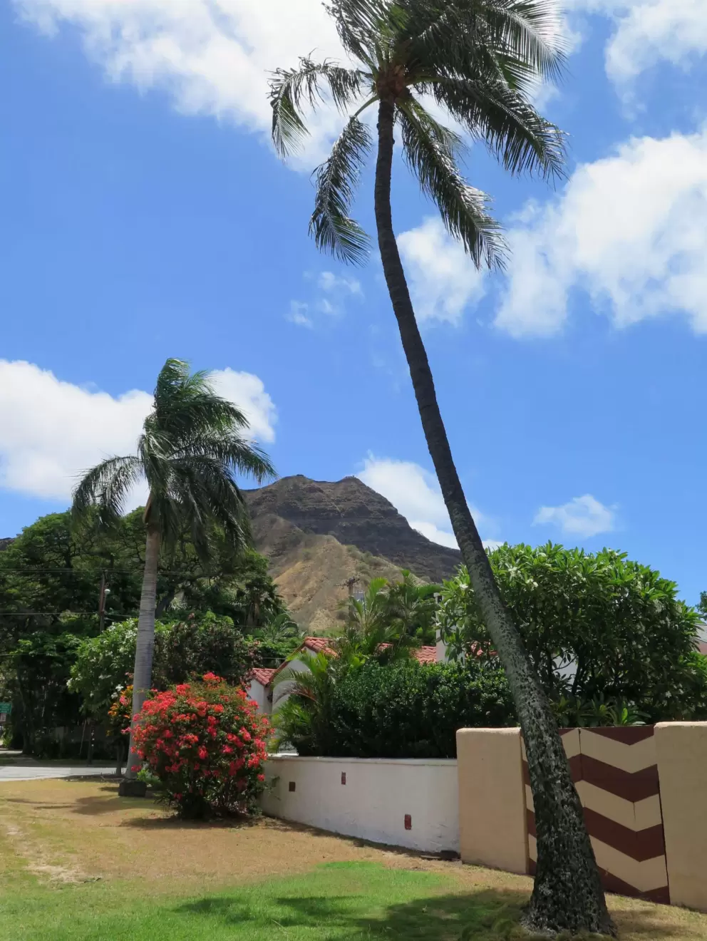 The curves of the palm trees are so whimsical in Hawaii- neighborhood near Kapiolani Park.