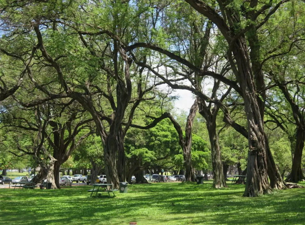 Picnic tables under twisty trees, on the far southeast end of the park, near Hibiscus Dr.