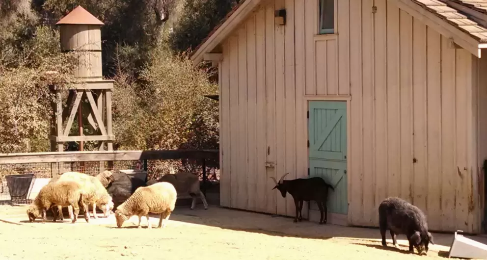 The barnyard area.