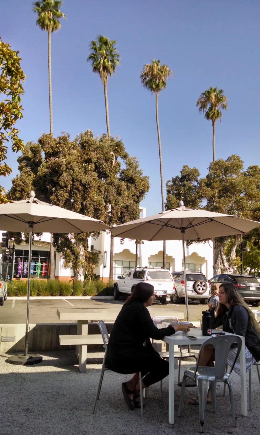 Tall California palms, as seen from Dune Coffee Roasters. 