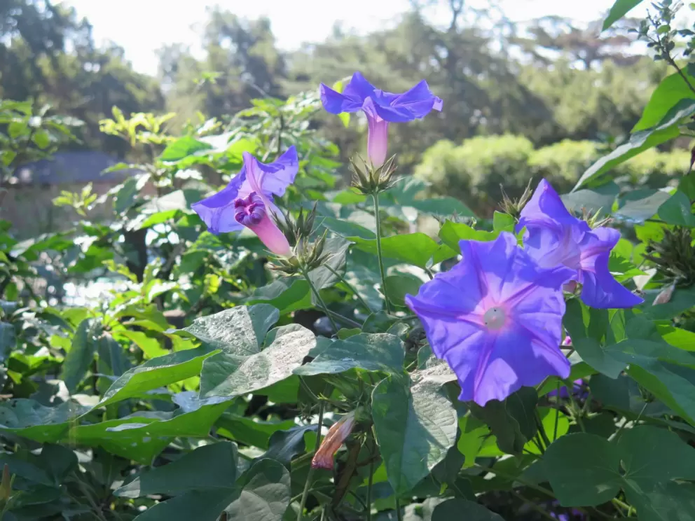 Morning glories catching the sunlight.