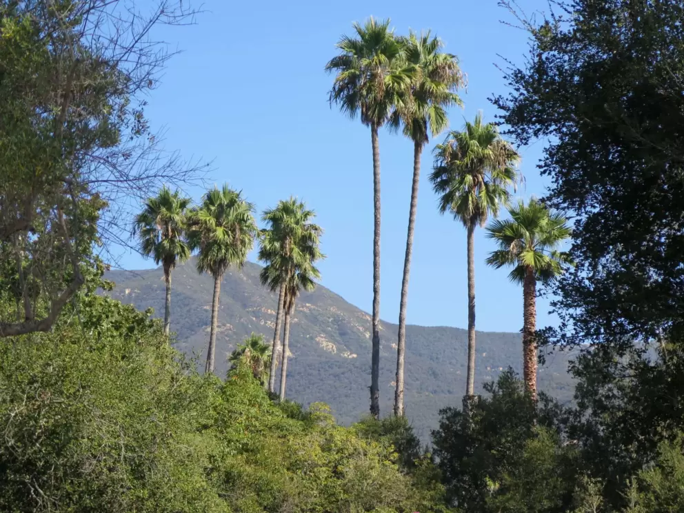 California palms and mountains in the distance.