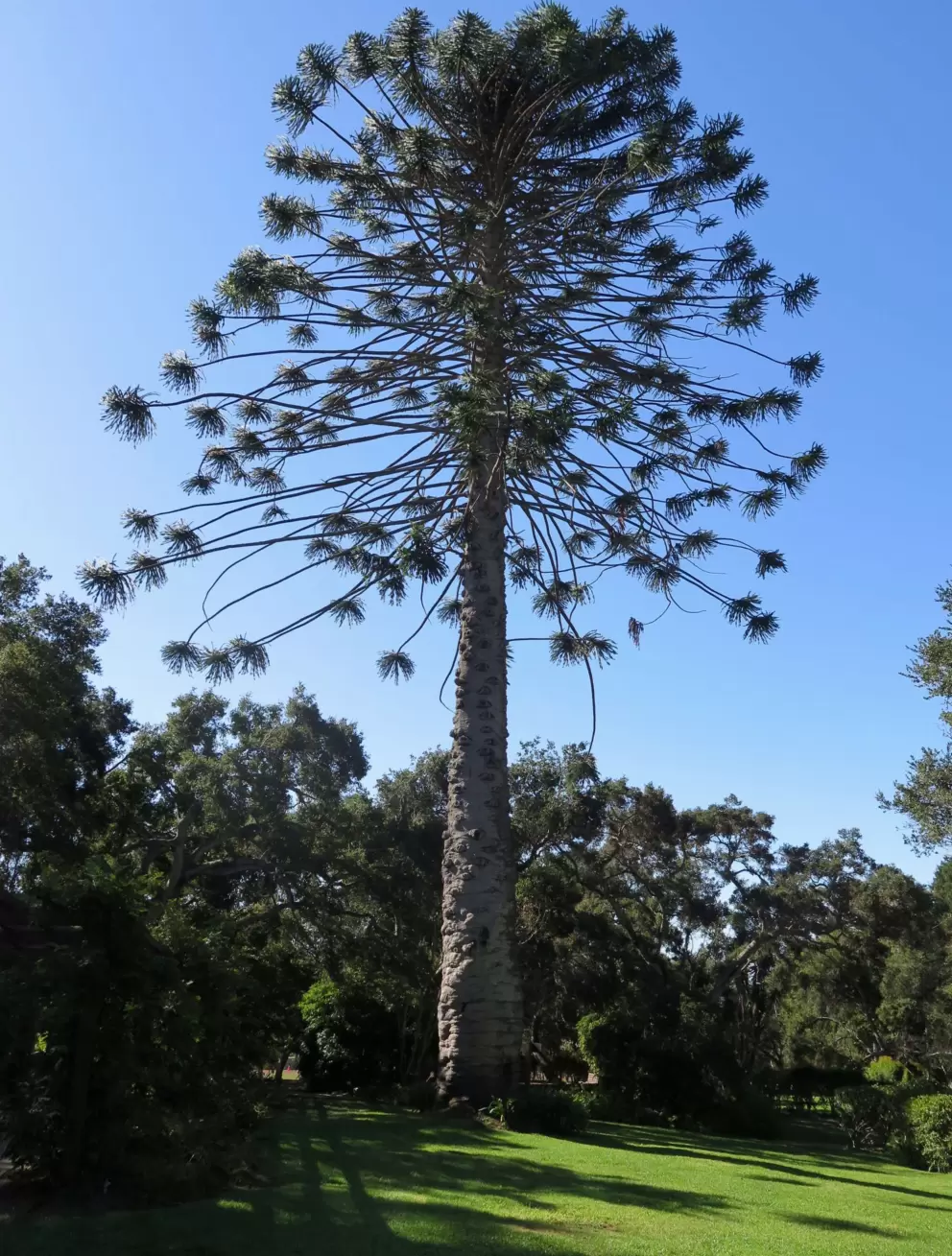 Impressive huge tree near the entrance.
