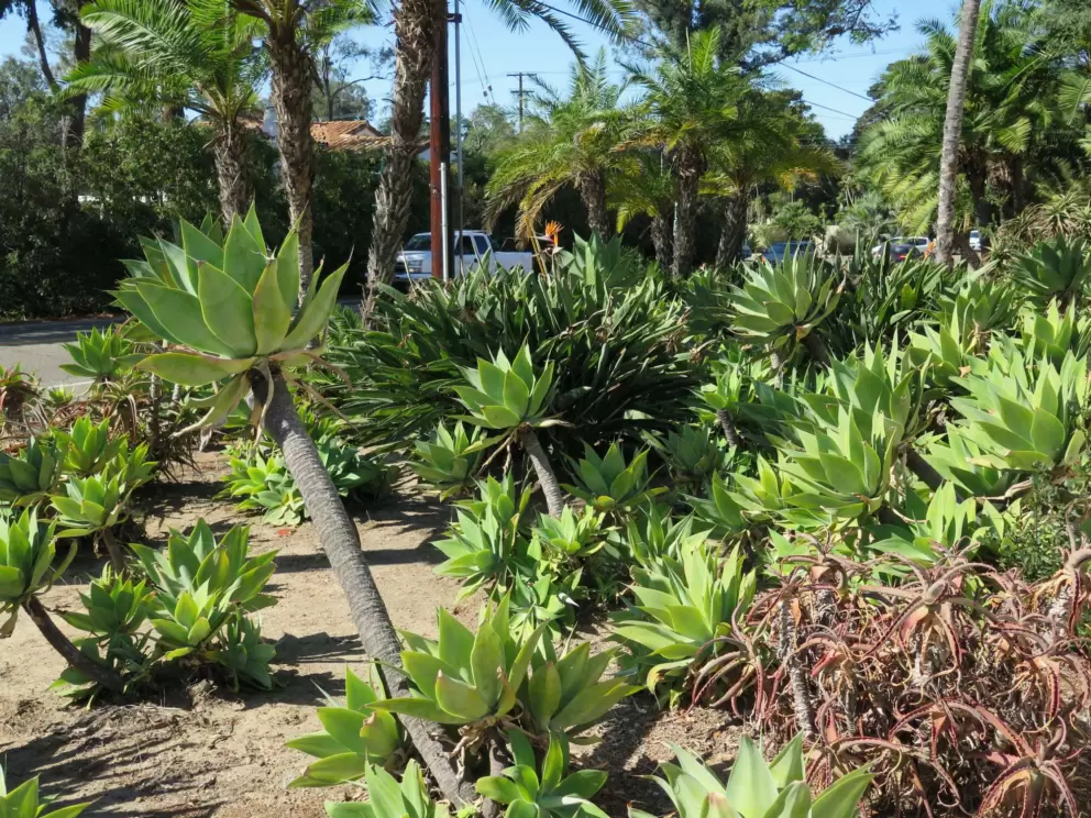 Cactus garden in the front.