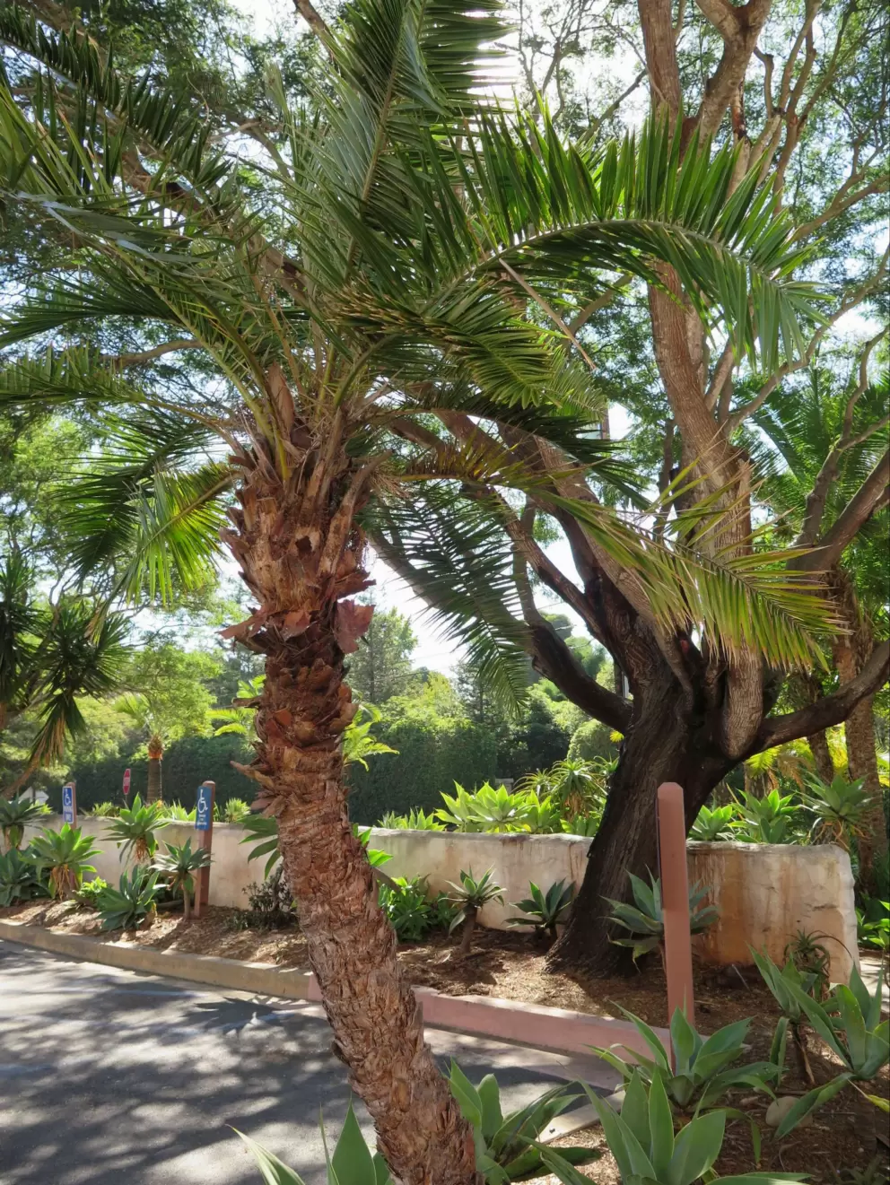 Shady walkway.