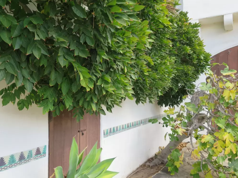 Wonderful trees and tilework by the workshop.