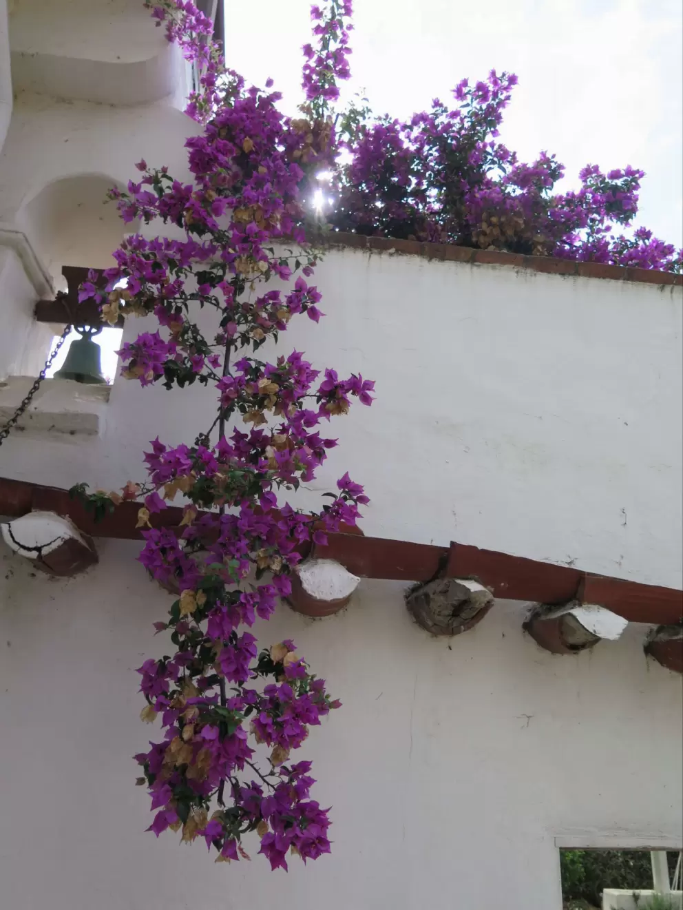 Bougainvillea delighting passersby.