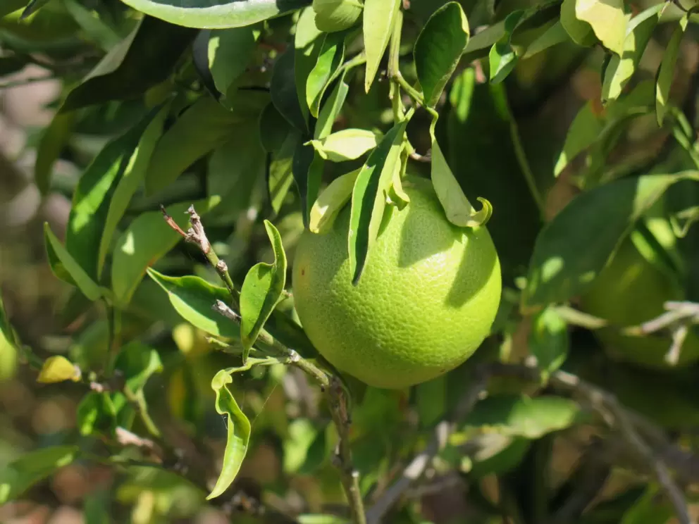 Orange tree.