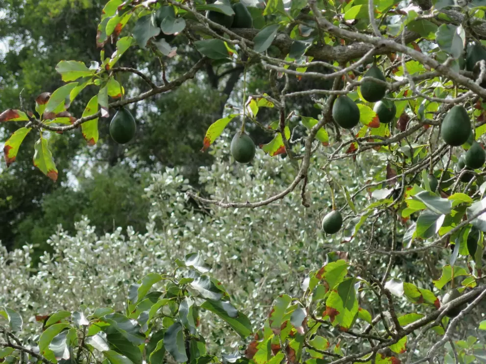 Avocadoes hanging from a tree.