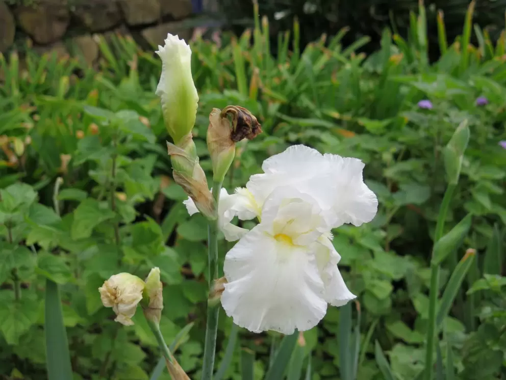Delicate flower.
