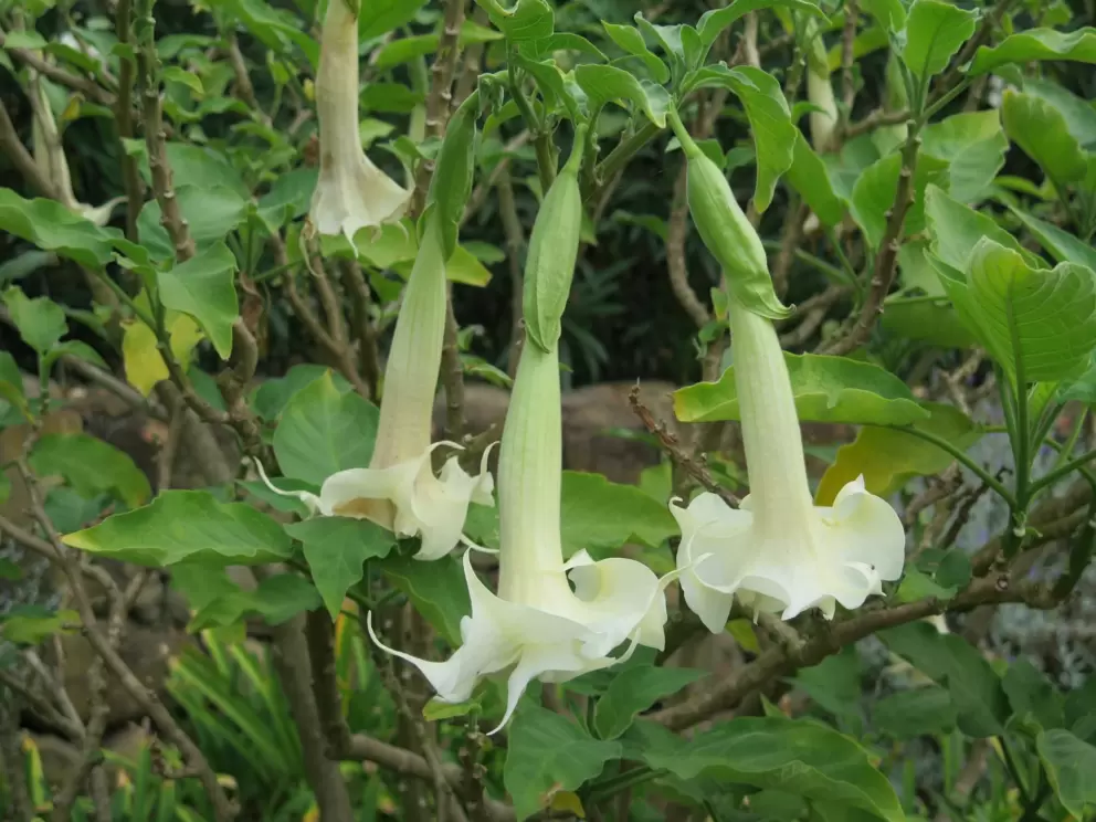 Trumpet flower.