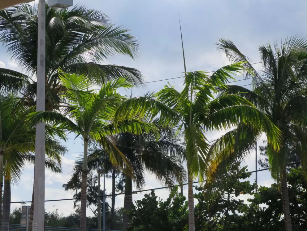 The bright green palms you see sitting outside Starbucks which is on the other side of the bridge from Harbourside.