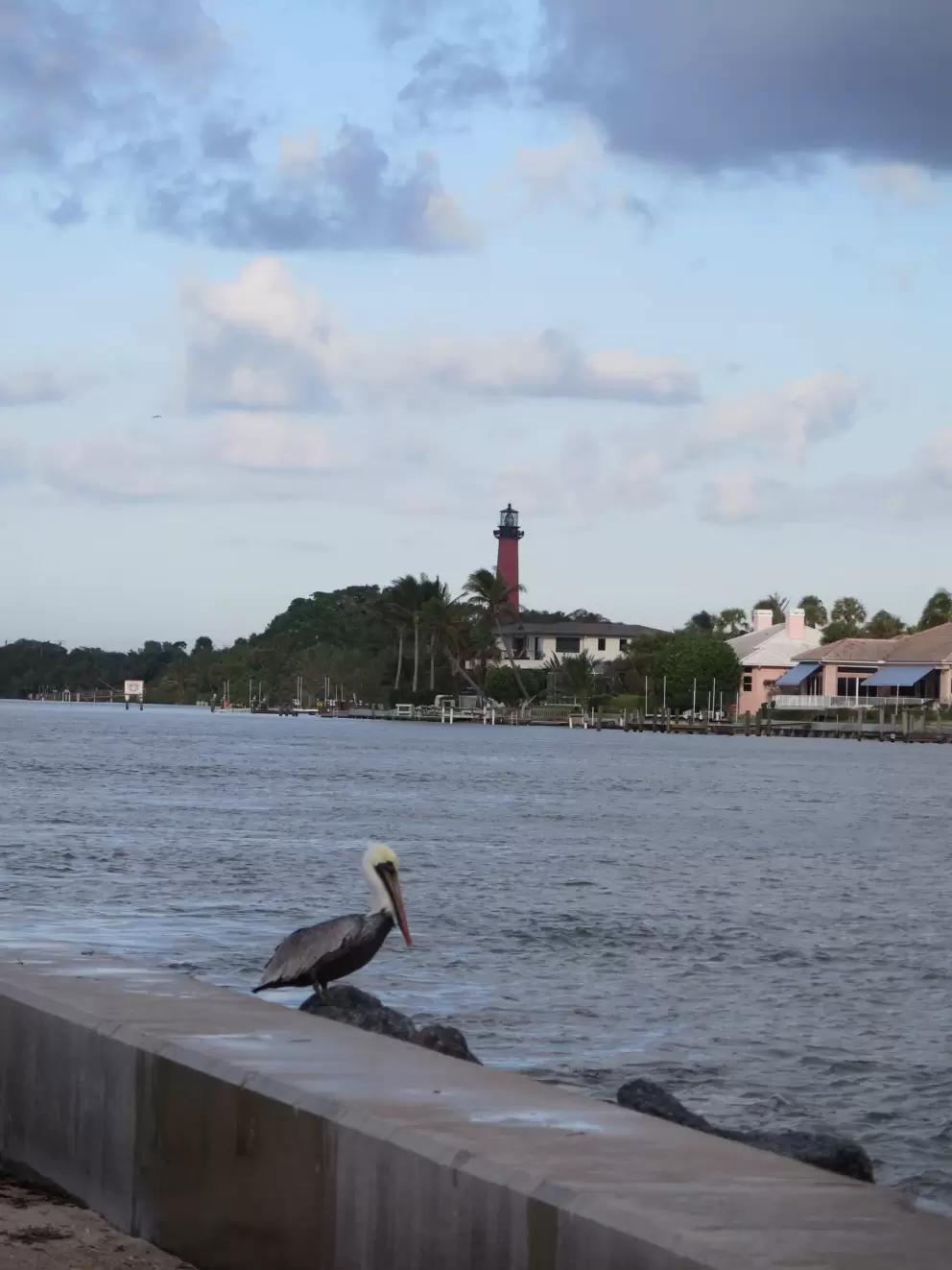 Pelican and lighthouse.