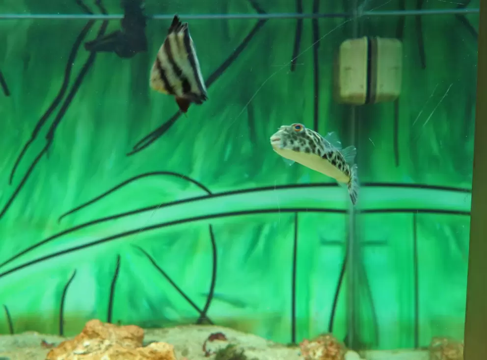 Fish in the nature center.