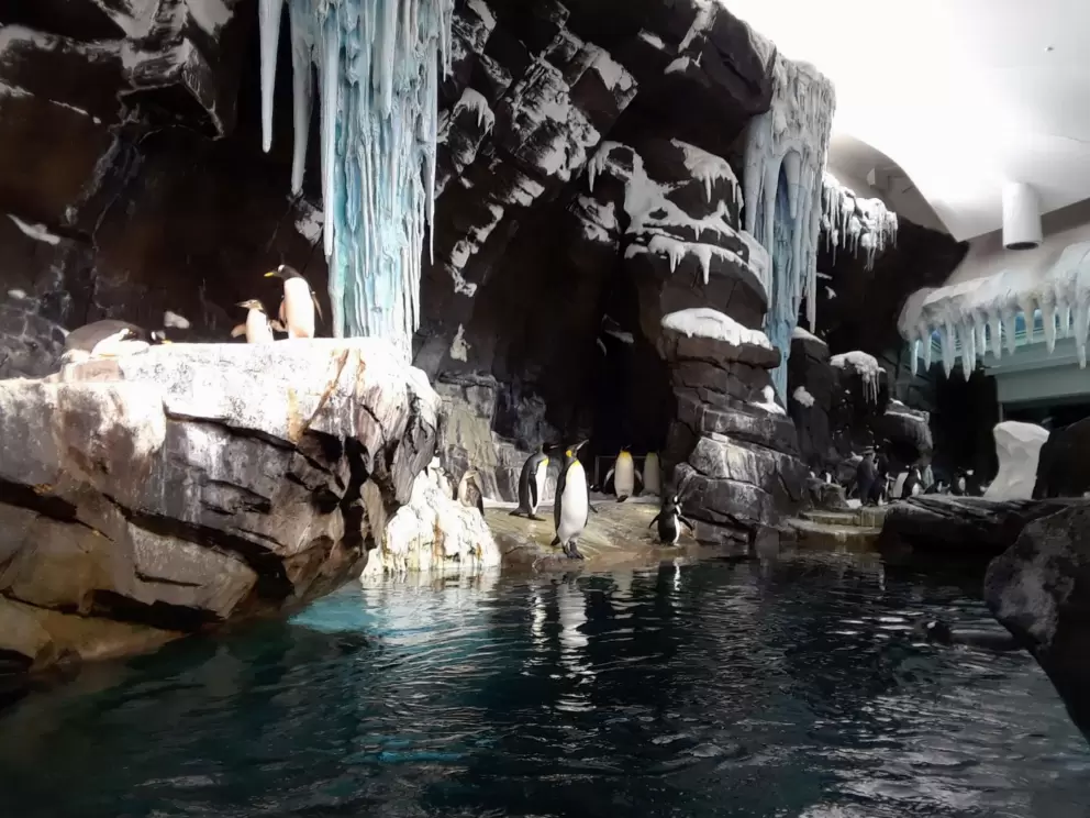 Penguins in the Antartica indoor area.