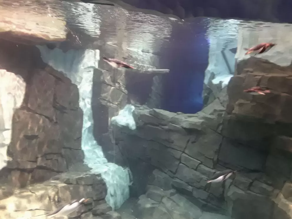 You can watch penguins underwater in the Antartica indoor area.