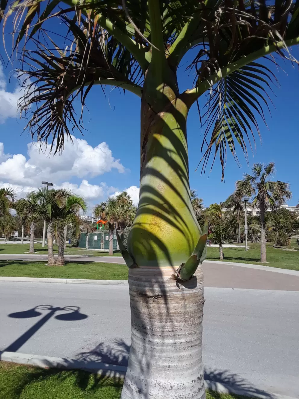 I love these fat palms in the parking lot. 
