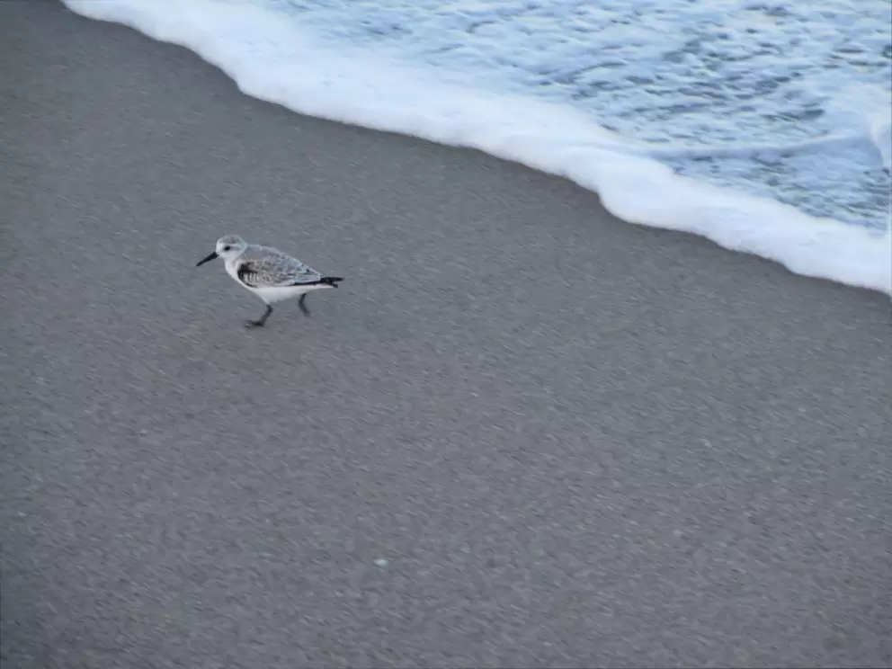 Little bird running from a wave.