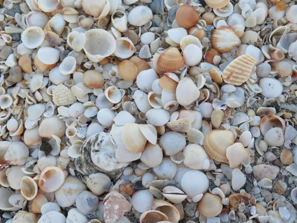 Shells galore!
