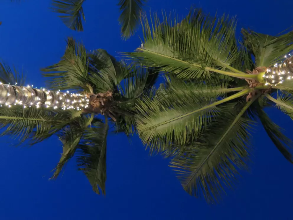 Palm trees with lights at Copacabana.