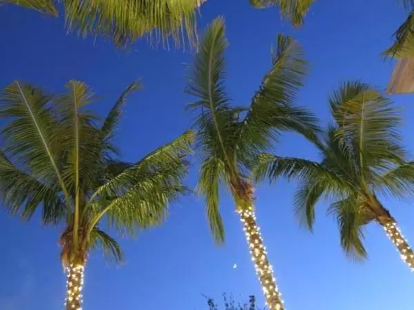 Tiny crescent moon, palms, and night sky at Copacabana.
