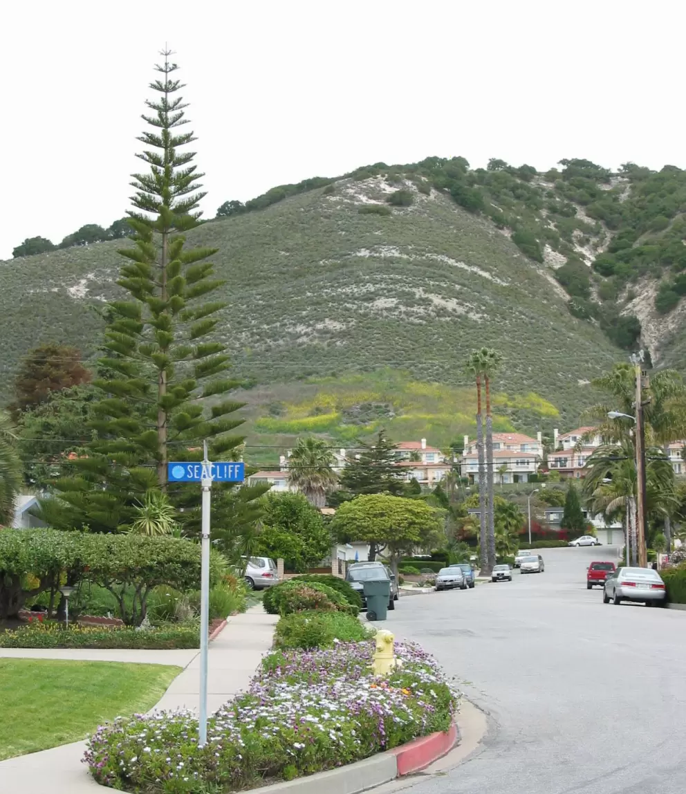 Seacliff Drive: full of flowers, colors, and backed by high hills. Oh, this pine looks like Australia's beach pines!