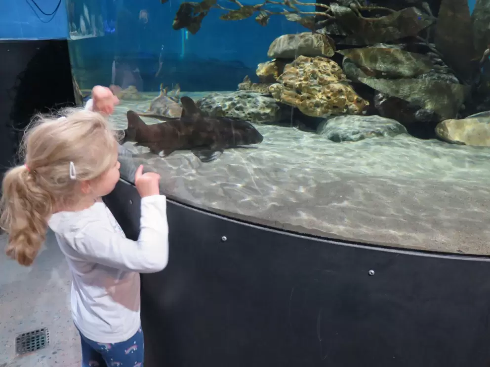 Little girl checks out a shark.