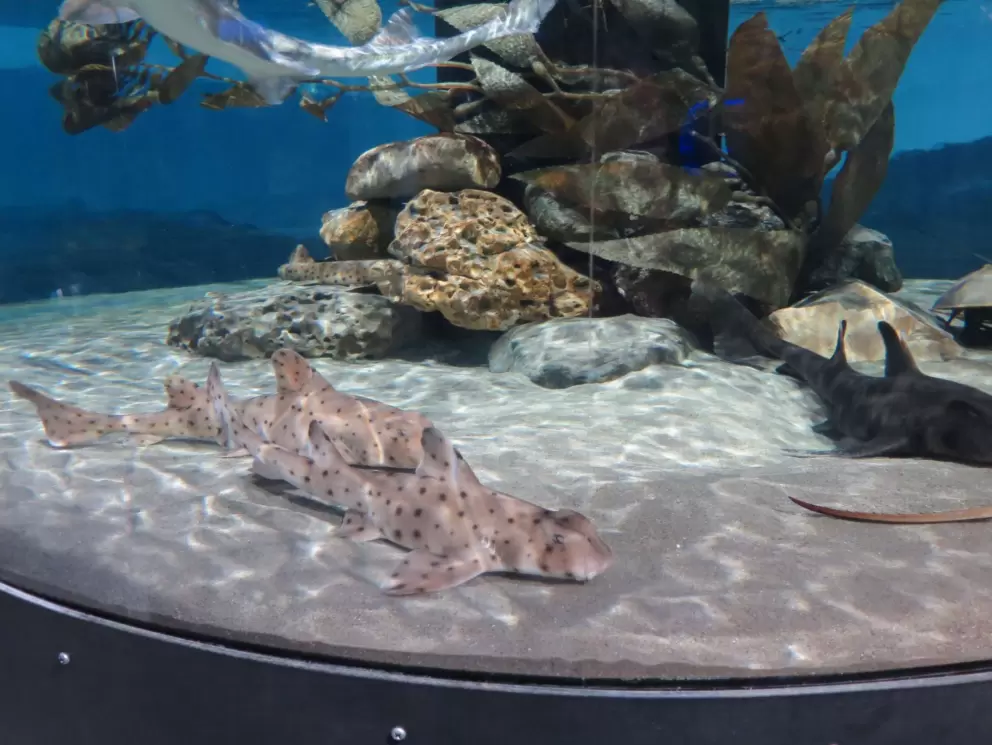 Spotted sharks.