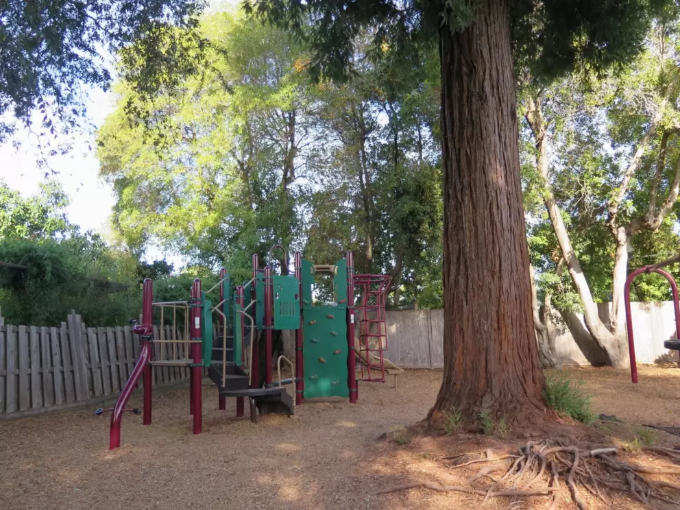 Redwood tree in the middle of the park.