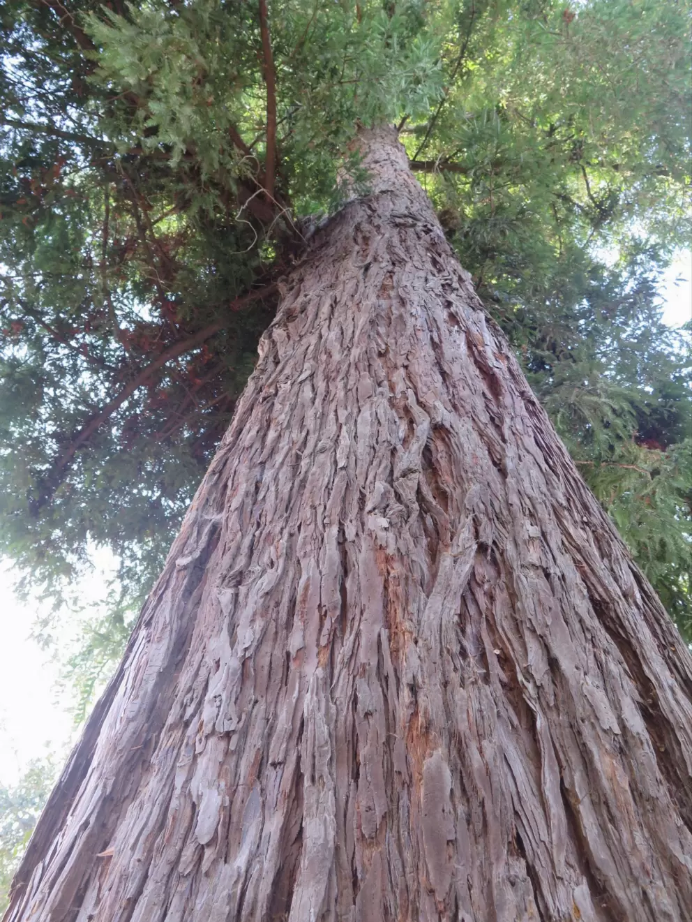 Beautiful redwood tree.