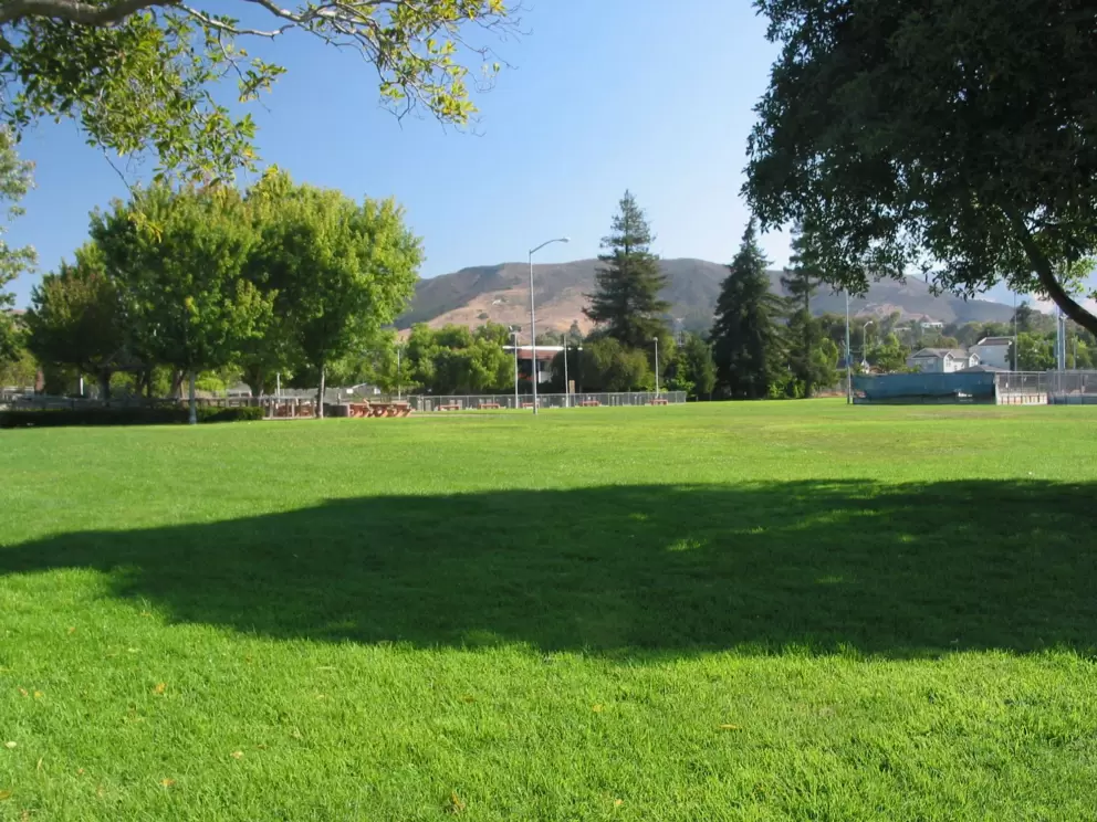 Beautiful green lawn.