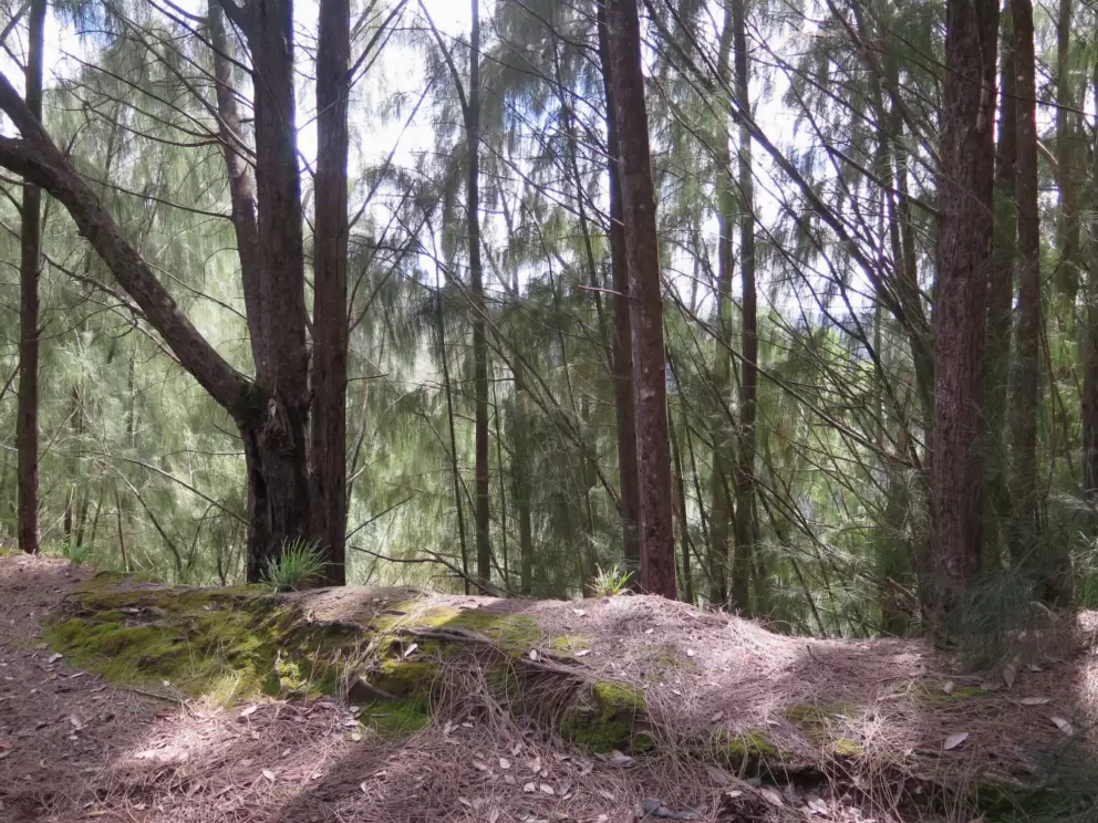 I love these ironwood trees that make swishing sounds in the breeze. 