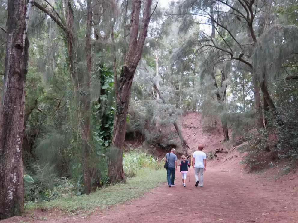 Red dirt and ironwood trees.