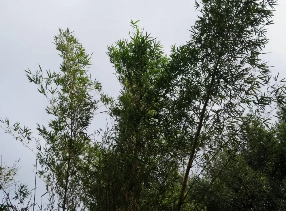 Bamboo!