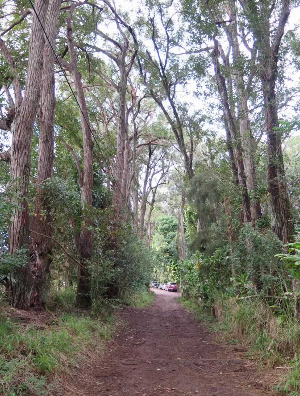Allee of tall trees at the beginning of the hike.