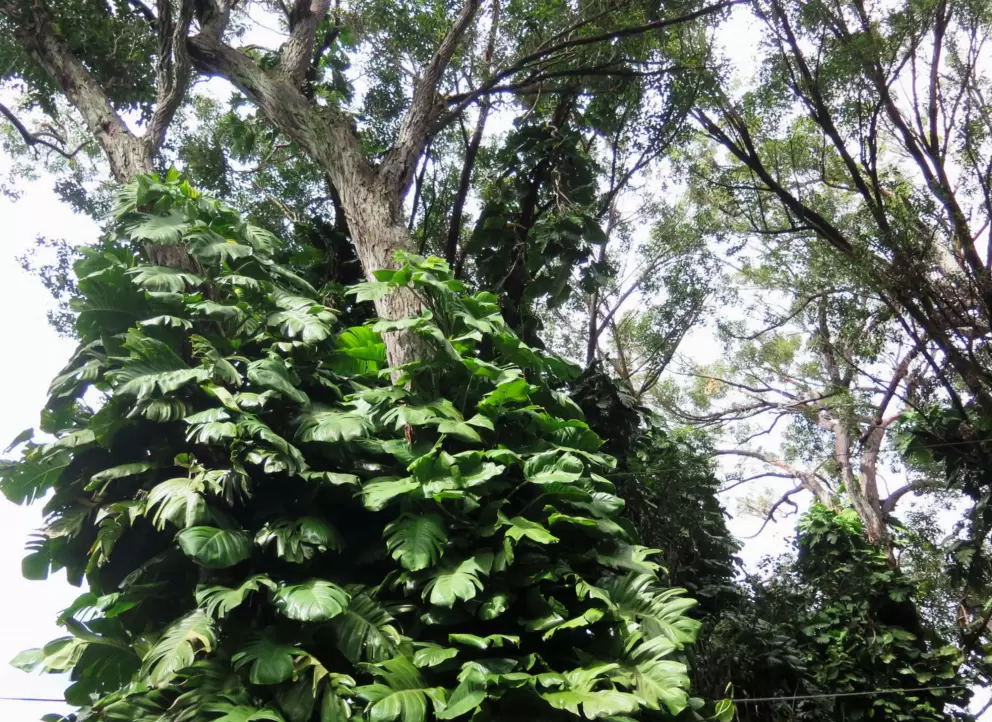 Tropical vine along Pupukea Rd.