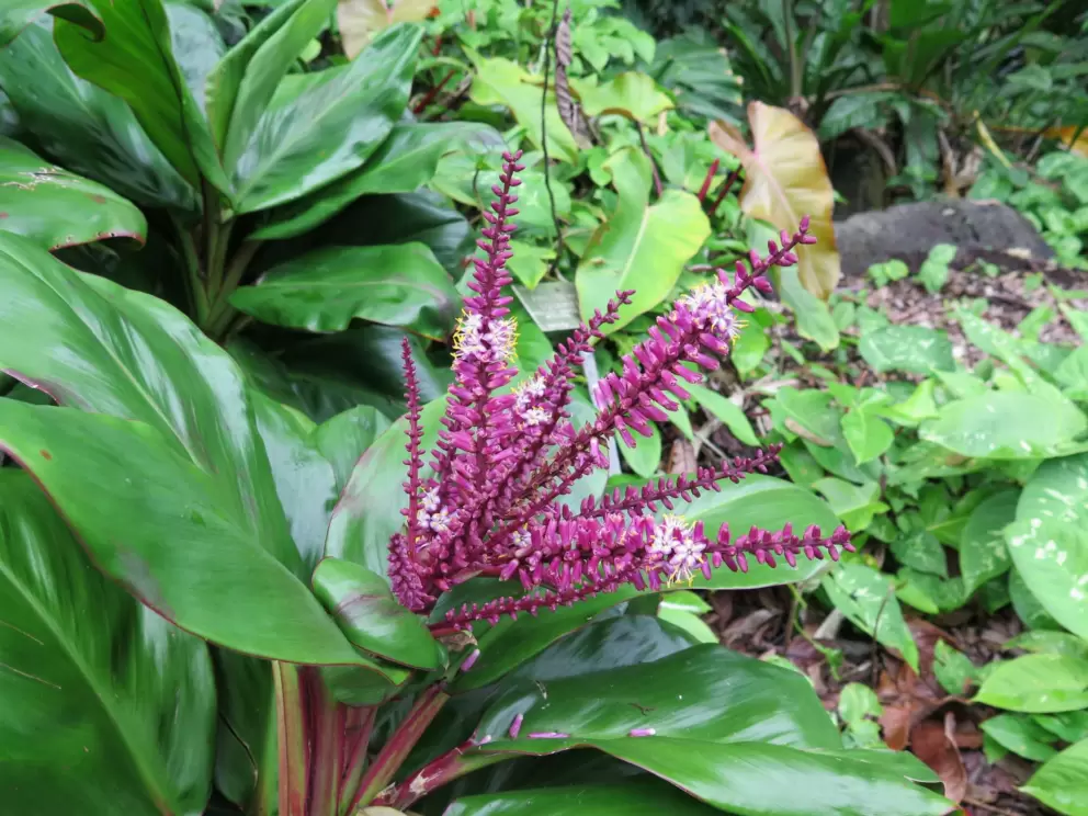 Purple flowering plant.