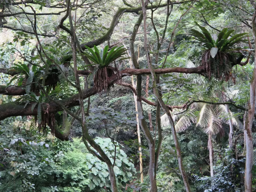 Interesting air plants.