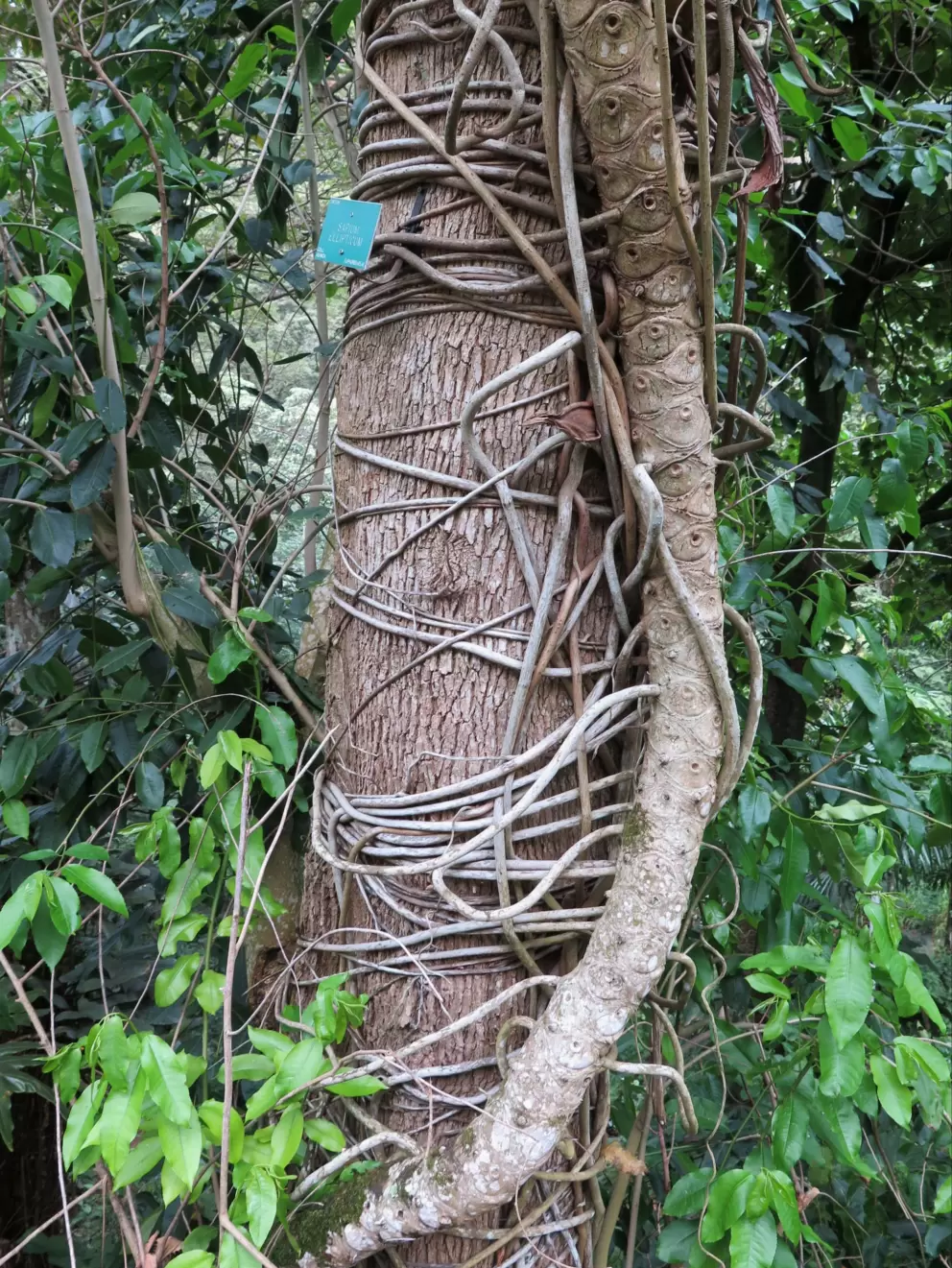Sapium Ellipticum.