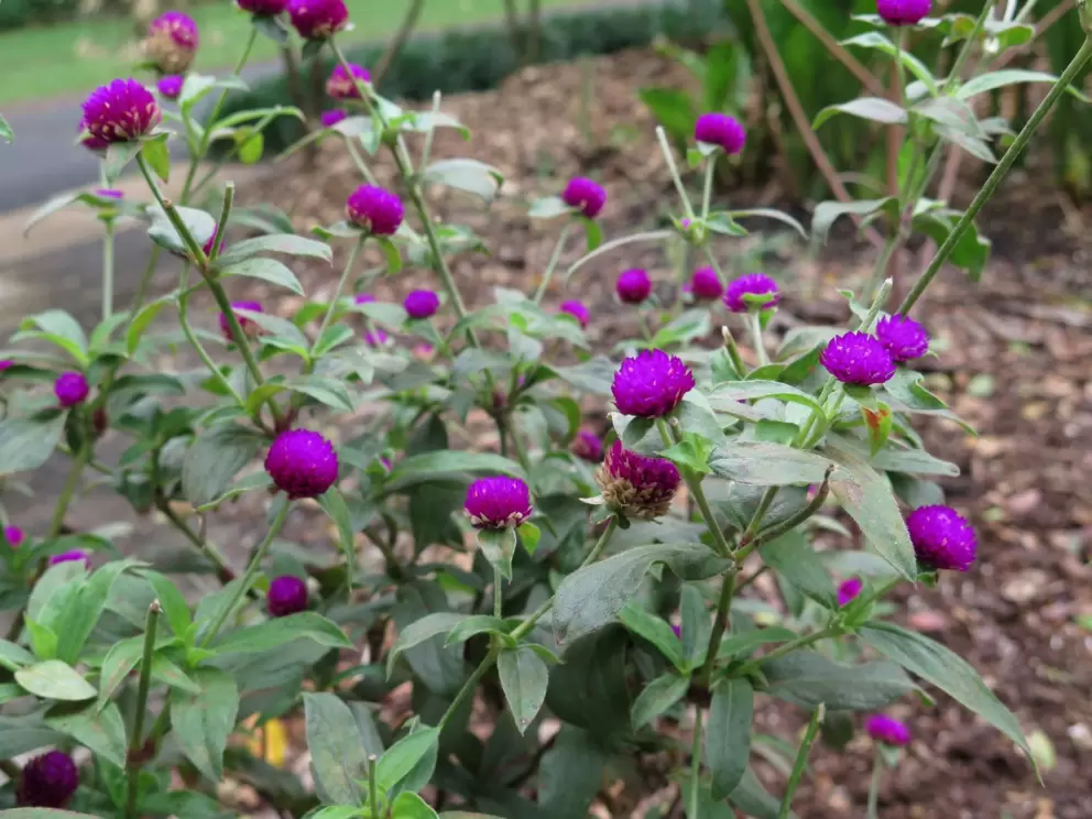 Globe Amaranth- such cute purple globes.