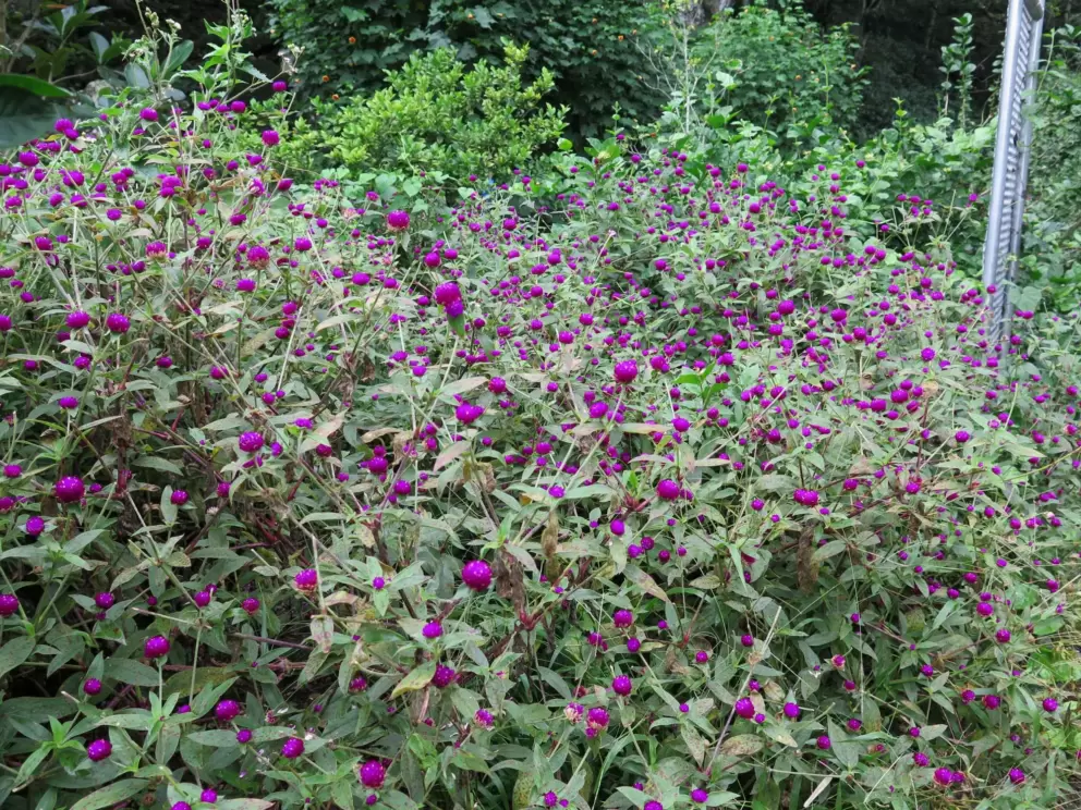 Abundance of Globe Amaranth.