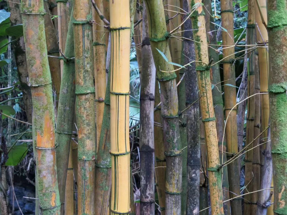 Bamboo.