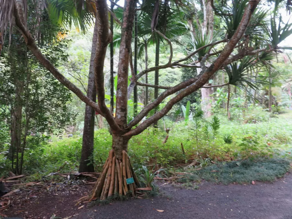 Pandanas tree.