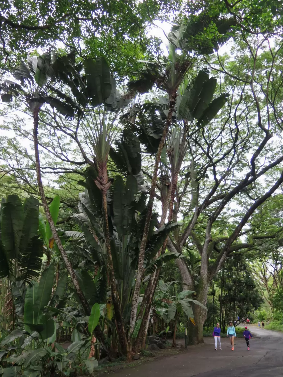 See the little people to see how big these banana trees are!