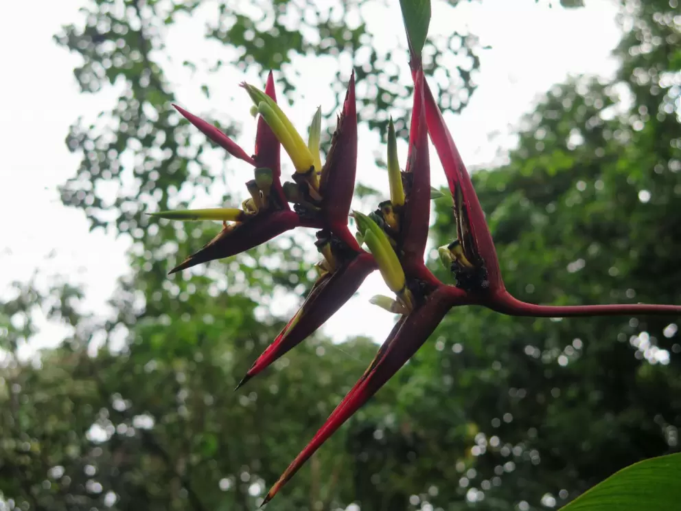 Multi-colored bird of paradise flower.
