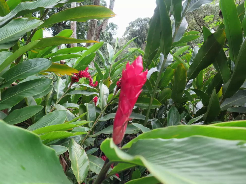 Red ginger.